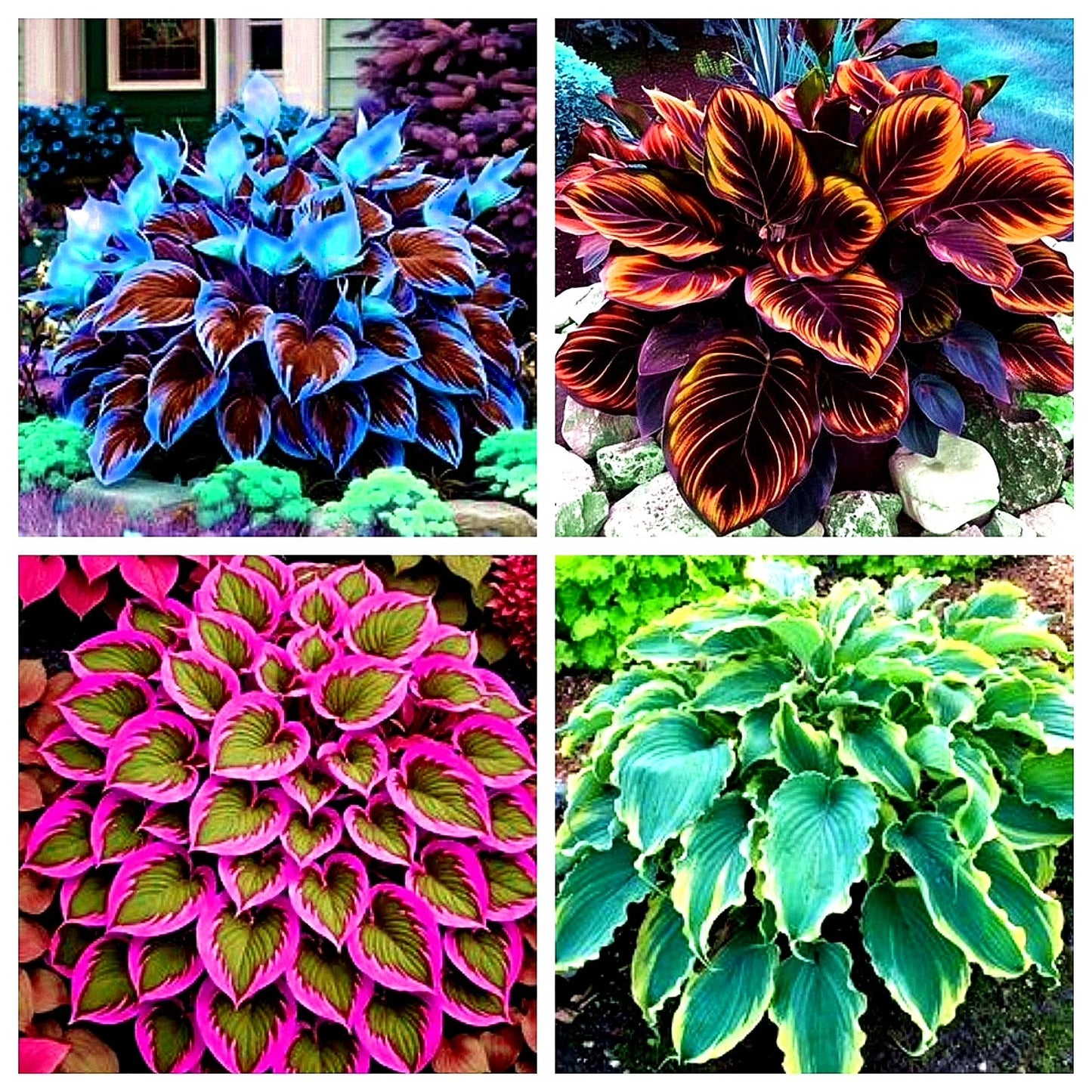 Flat 50% OFF – Shade Tolerant & Cold Hardy Hosta Flowers! 💥