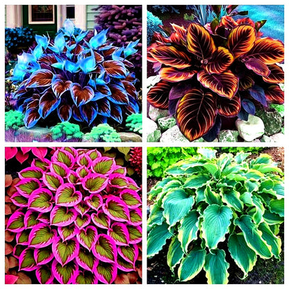 Flat 50% OFF – Shade Tolerant & Cold Hardy Hosta Flowers! 💥