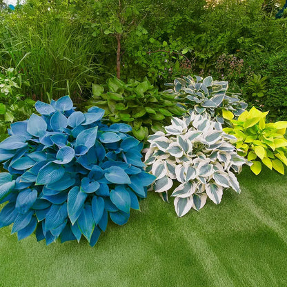 Flat 50% OFF – Shade Tolerant & Cold Hardy Hosta Flowers! 💥