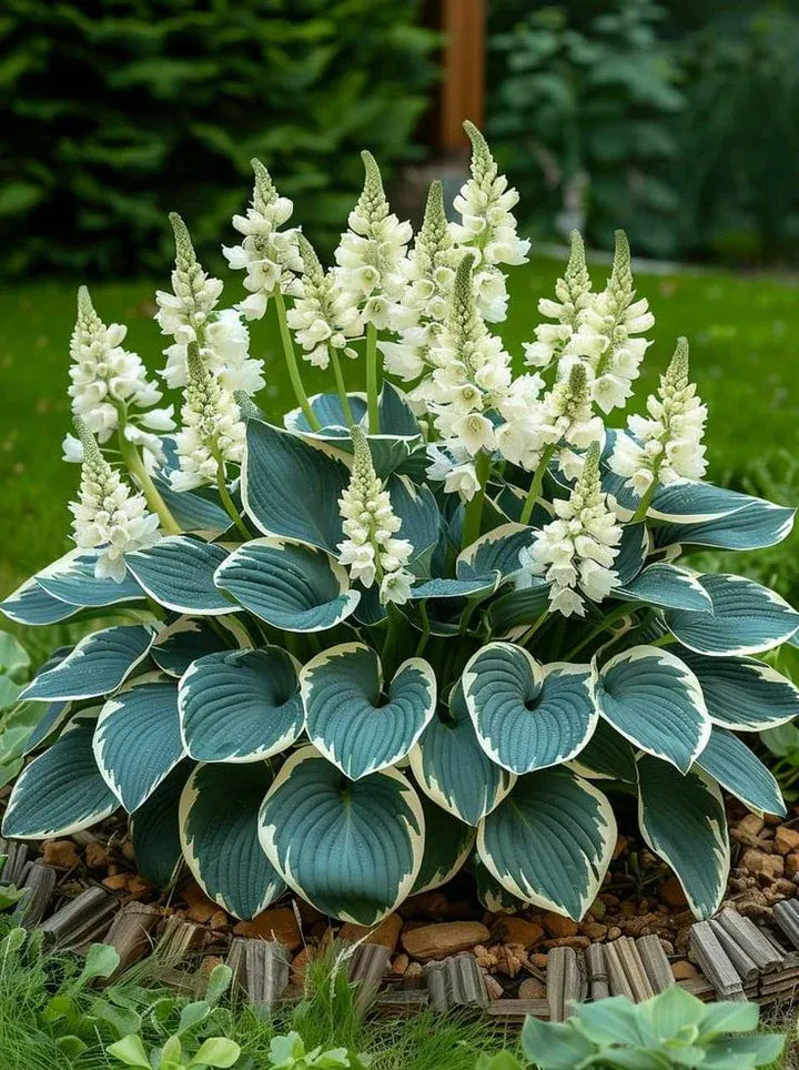 Flat 50% OFF – Shade Tolerant & Cold Hardy Hosta Flowers! 💥