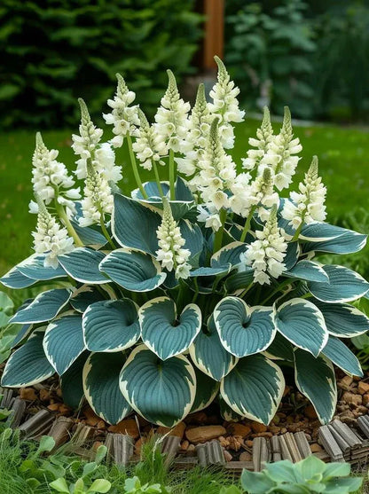 Flat 50% OFF – Shade Tolerant & Cold Hardy Hosta Flowers! 💥