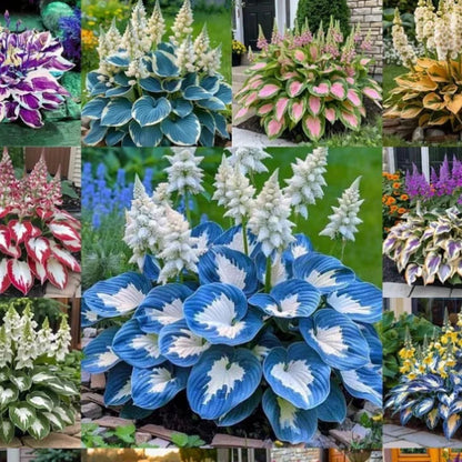 Flat 50% OFF – Shade Tolerant & Cold Hardy Hosta Flowers! 💥