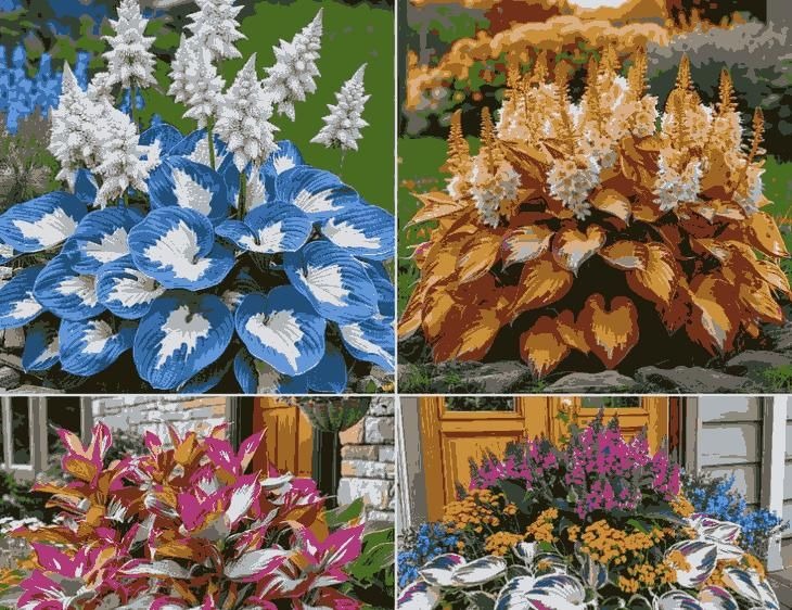 Flat 50% OFF – Shade Tolerant & Cold Hardy Hosta Flowers! 💥